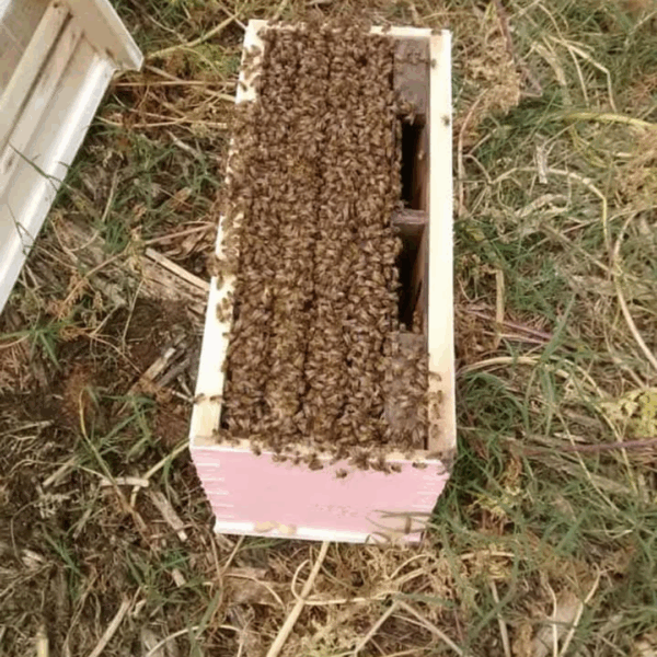 Núcleos Reales Buckfast