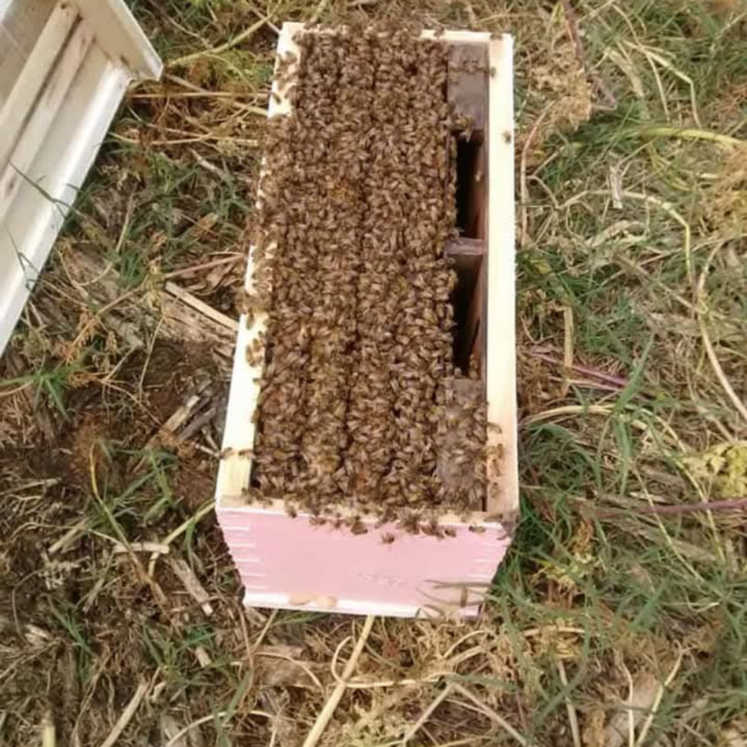 Núcleos Reales Buckfast