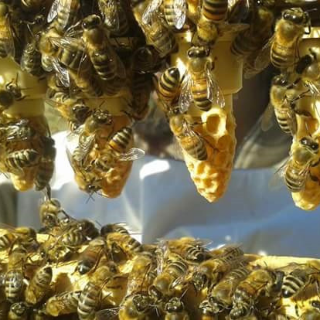 Celdas Reales Buckfast