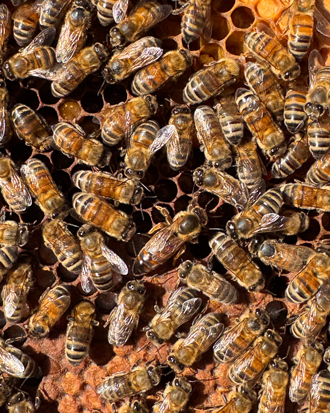 Abejas Reinas Fecundadas Buckfast – Súper dóciles - Imagen 3