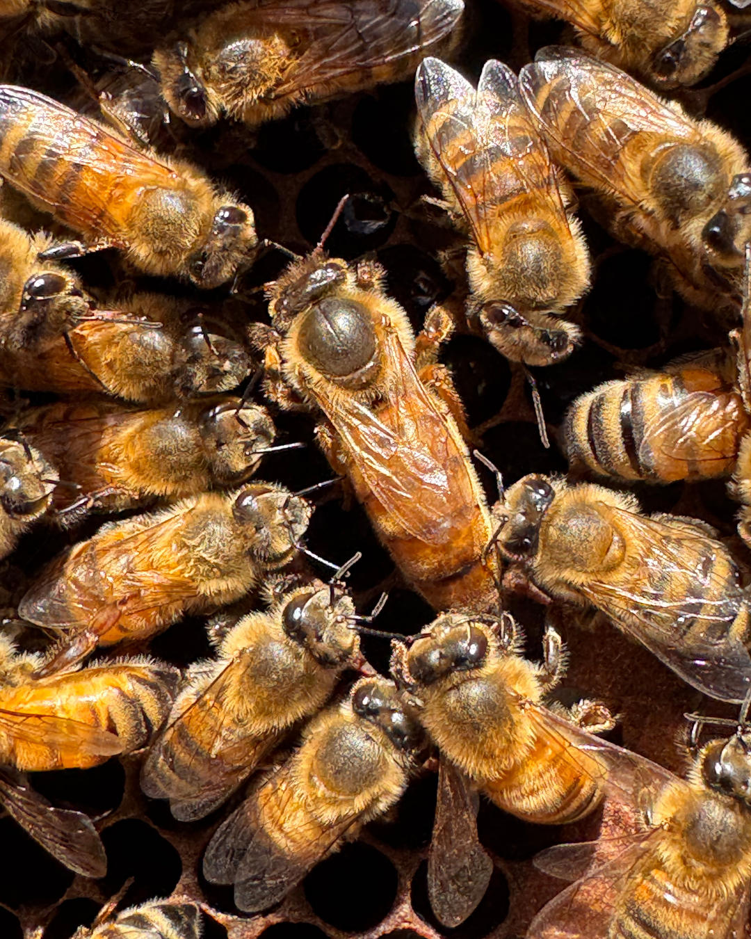 Abejas Reinas Fecundadas Buckfast – Súper dóciles - Imagen 2