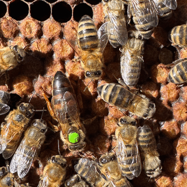Abejas Reinas Fecundadas Buckfast – Súper dóciles