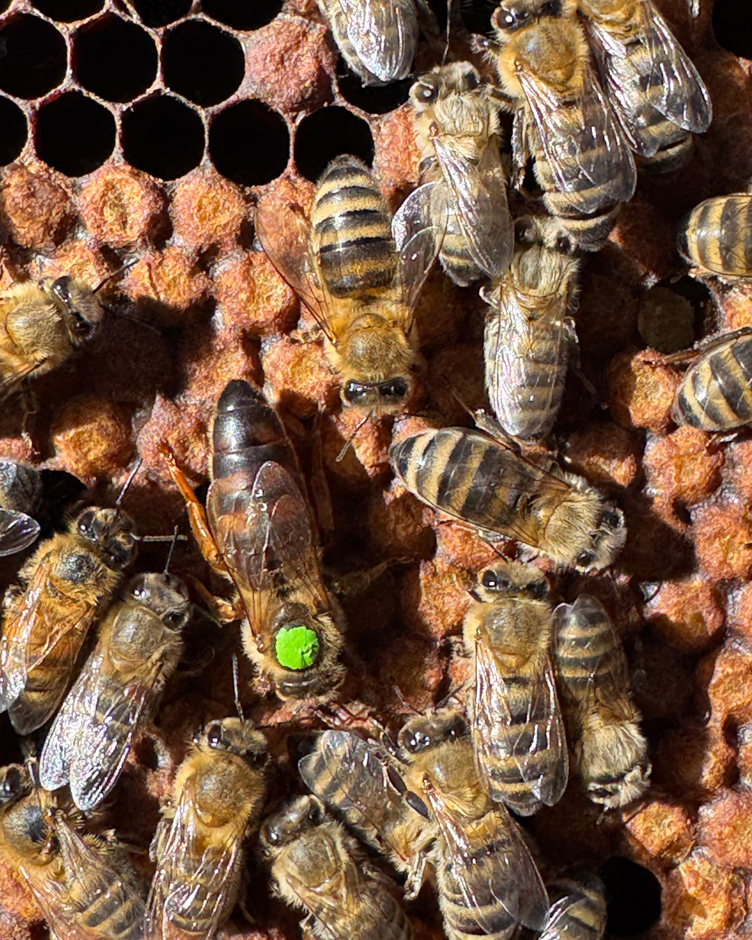 Abejas Reinas Fecundadas Buckfast – Súper dóciles