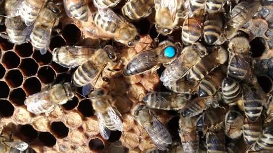 FB_IMG_1437857098931