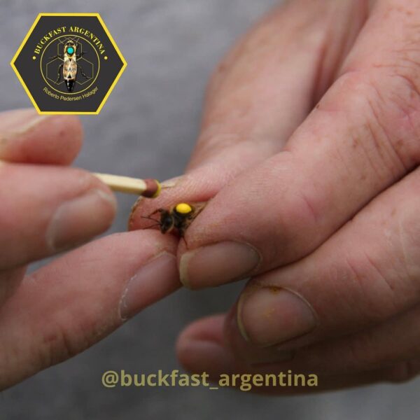 Reinas Madres Buckfast (Importadas de Dinamarca)