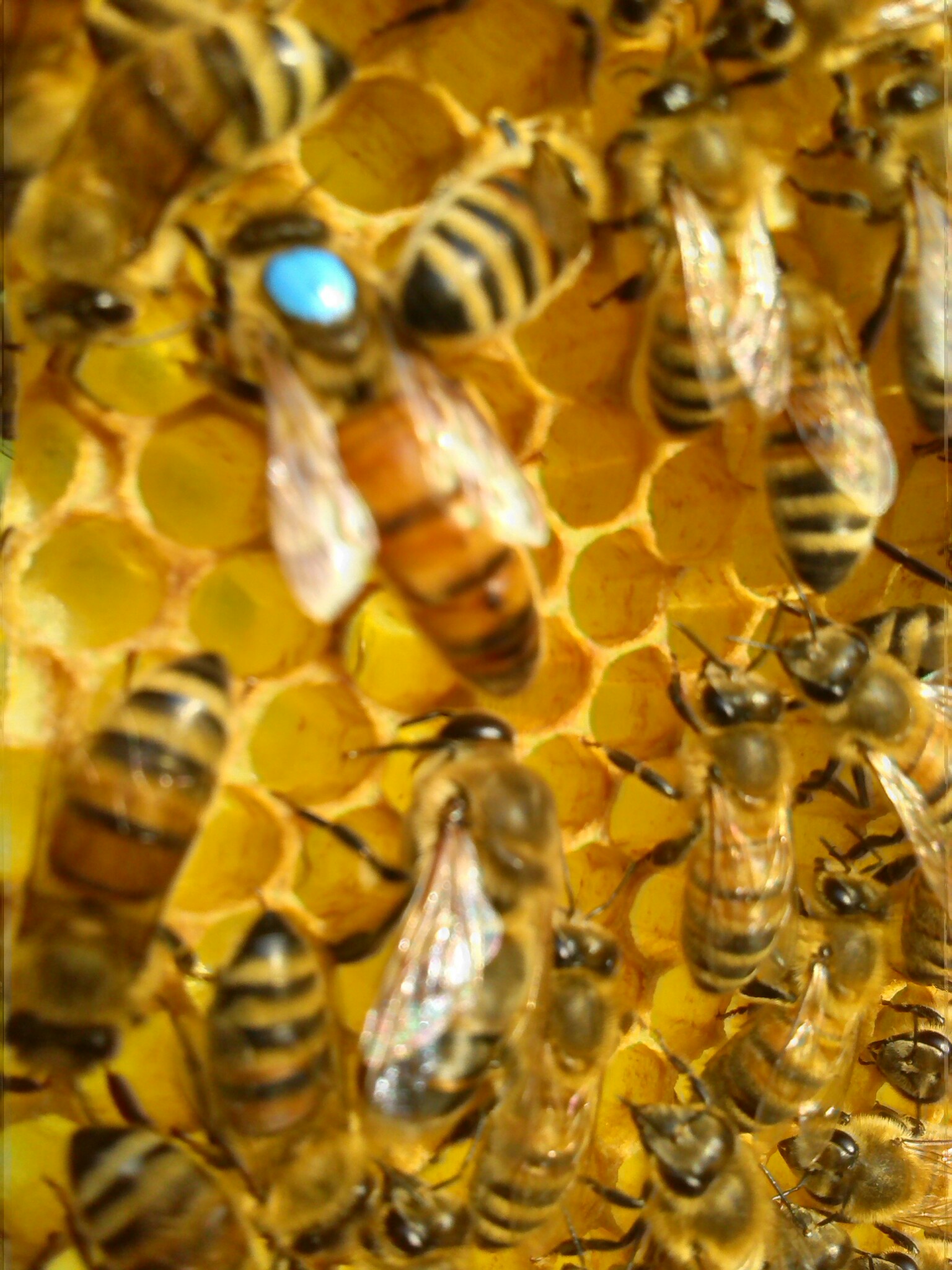 Abejas Reinas Vírgenes Buckfast - Imagen 2