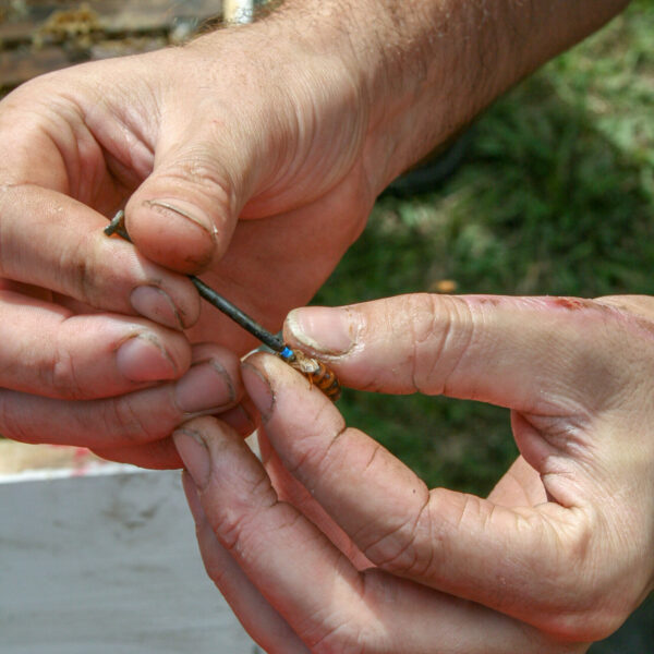 Abejas Reinas Vírgenes Buckfast