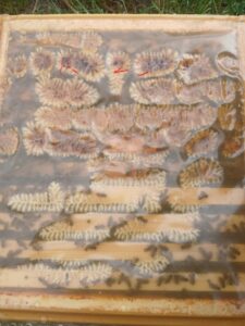 Messenger_creation_074EB569-14F7-48FC-B529-3F932279D805