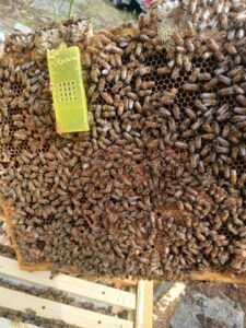 Messenger_creation_68F369CD-1B76-4A86-BFA3-6ECA0B5884ED (3)