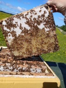 Messenger_creation_BC088F0B-3729-4560-B027-3841A513C508