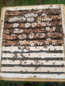 Messenger_creation_C1A96345-0D08-4A2A-9657-099C649801BE